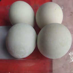 ไข่เค็ม
