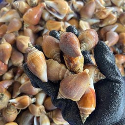 หอยชักตีน