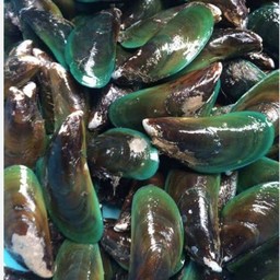 หอยแมลงภู่สด 1 โล