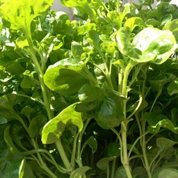 ผักวอเตอร์เครส