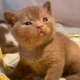 น้องพิ๊กซี่