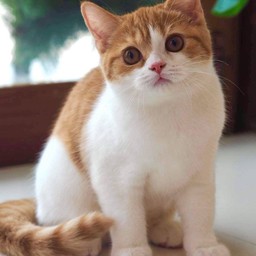 น้องส้มฉุน