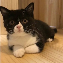 น้องเอสเธอร์