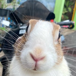 PK เมนูกับข้าว🐰