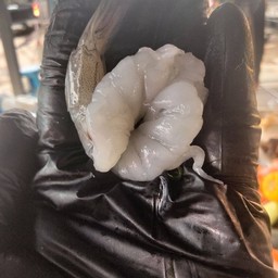 มะละกอกุ้งสด