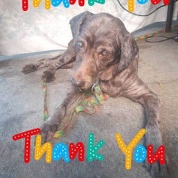 ให้โคล่าน้องหมาตาบอด