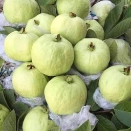 ฝรังกิมจู 1กิโลกรัม