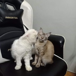 ทิปไว้ซื้ออาหารให้น้องๆแมวจรจัดงับบ