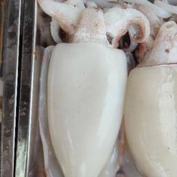 ปลาหมึกกระดอง จัมโบ้