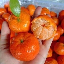 ส้มจีน ( ส้มซาถัง 1 กก