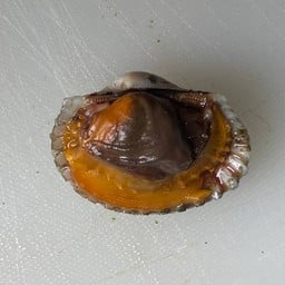 หอยนางฟ้า