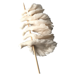 เห็ดนางฟ้า PHOENIX MUSHROOM 平菇