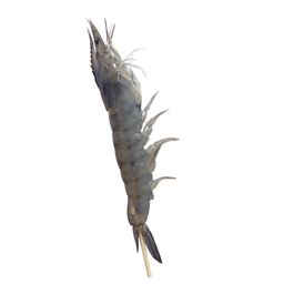 กุ้ง SHRIMP 烤虾