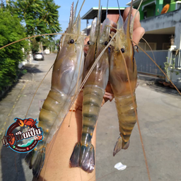 กุ้งเผา (เป็นๆ) XL ชุดเล็ก