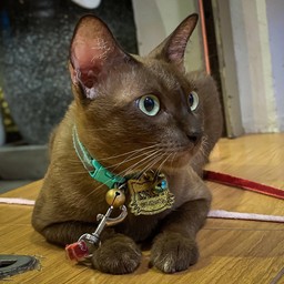 เด็กหญิงรวยรวย แมวสันโดด ลูบคางหนูหน่อย