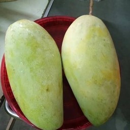 มะม่วงน้ำดอกไม้มัน 1 ก.ก.