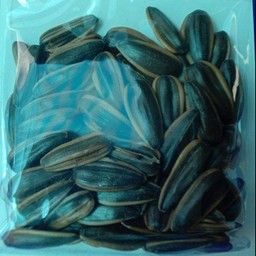 เมล็ดทานตะวัน