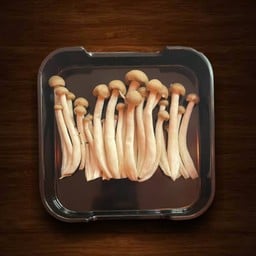Shimeji Mushroom