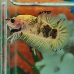 ร้านปลากัดสวยงาม ตำบลสามง่ามท่าโบสถ์