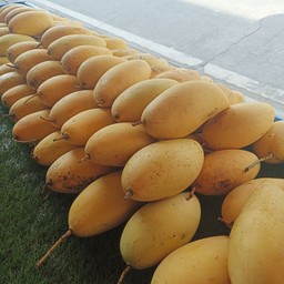 มะม่วง2-3วันถึงทานได้