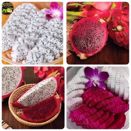 แก้วมังกรทูโทนพร้อมทาน ( กล่อง 1300 ml )