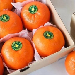 ส้มใต้หวัน ตรานกแก้ว ( size M 1 ลูก )