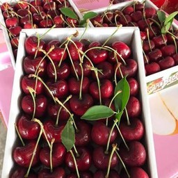 เชอรี่อเมริกา เกรดพรีเมี่ยม ( ราคาเริ่มต้น 699 ฿ )