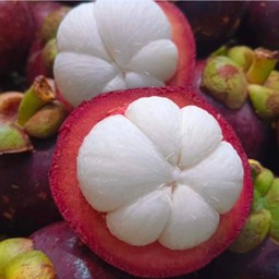 มังคุด จันทบุรี หนัก 1,000 กรัม