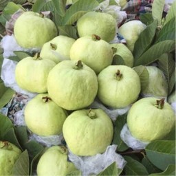 ฝรั่งกิมจูแท้ จากราชบุรี คัดเกรด 1,000 กรัม