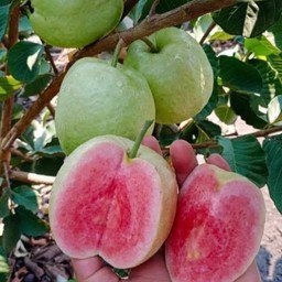 ฝรั่งไส้แดง หงเป่าสือ คัดเกรด 1,000 กรัม ( ไม่ปอก)