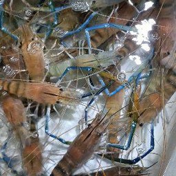 กุ้งสดๆเป็นๆ13-15ตัวโล