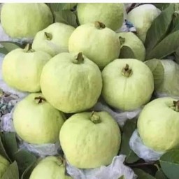 ฝรั่งกิมจูหวานกรอบ1ถุง