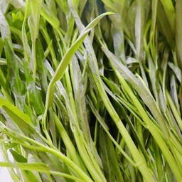 ผักบุ้ง