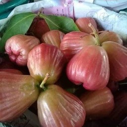 ชมพู่ ยักษ์ไต้หวัน 1กิโล