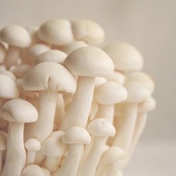 เห็ดชิเมจิขาว