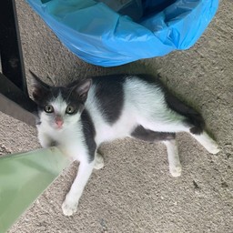 ร้าน 9 ชาม