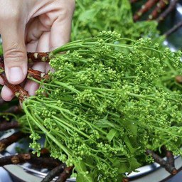 สะเดาลวก1กำ