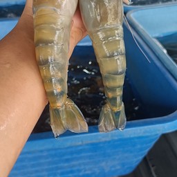 กุ้งเผา XL ครึ่งกิโลกรัม