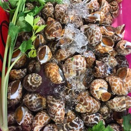 หอยหวานเผา 1 กิโล