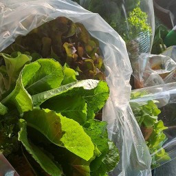 sandopang (แซนโดปัง)