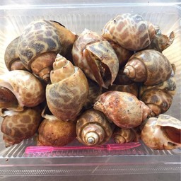 หอยหวานเผาครึ่งกิโล