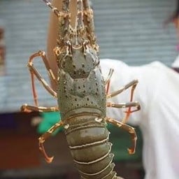 กุ้งมังกร เป็นๆ น้ำหนัก 500 กรัม