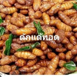 ดักแด้ทอด