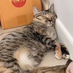 ตะกละสมข้าวหมูแดง