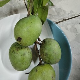 มะม่วงเบาใต้