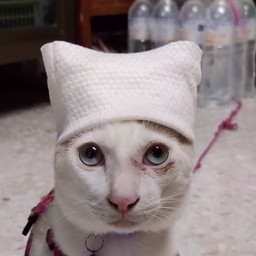 เชฟใหญ่ประจำร้าน