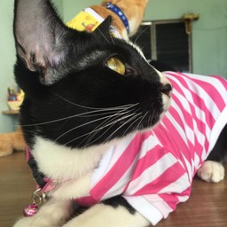 ให้ทิปด.ญ.ปูดองสุดสวย