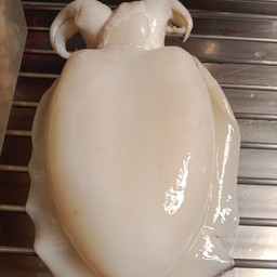 หมึกกะดองจำโบ้