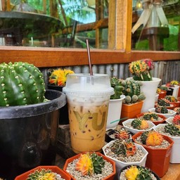 Caramel Macchiato ( คาราเมลมัคคิอาโต้ )