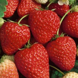 สตอเบอรี่ปั่นสด